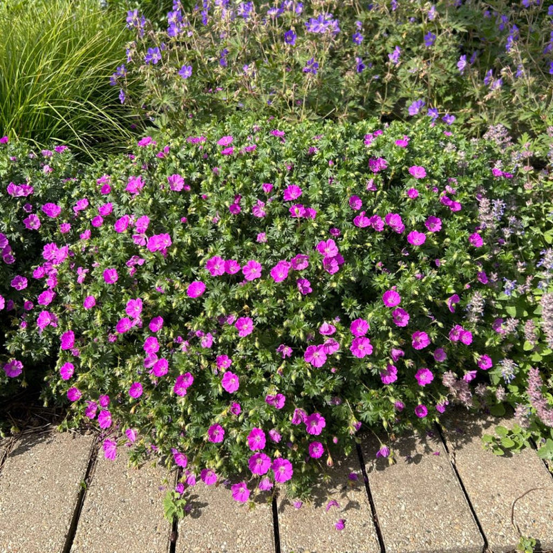 Geranium Sanguineum 'max Frei'