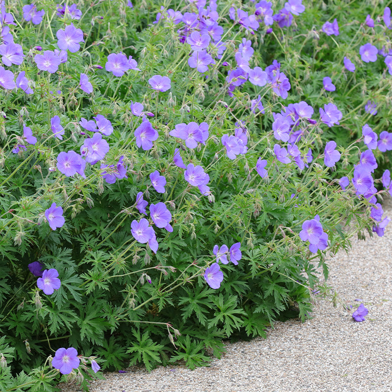 Geranium 'Orion' 2 Litre