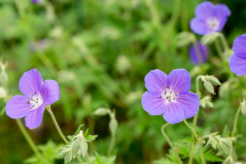 Geranium 'Orion' 2 Litre