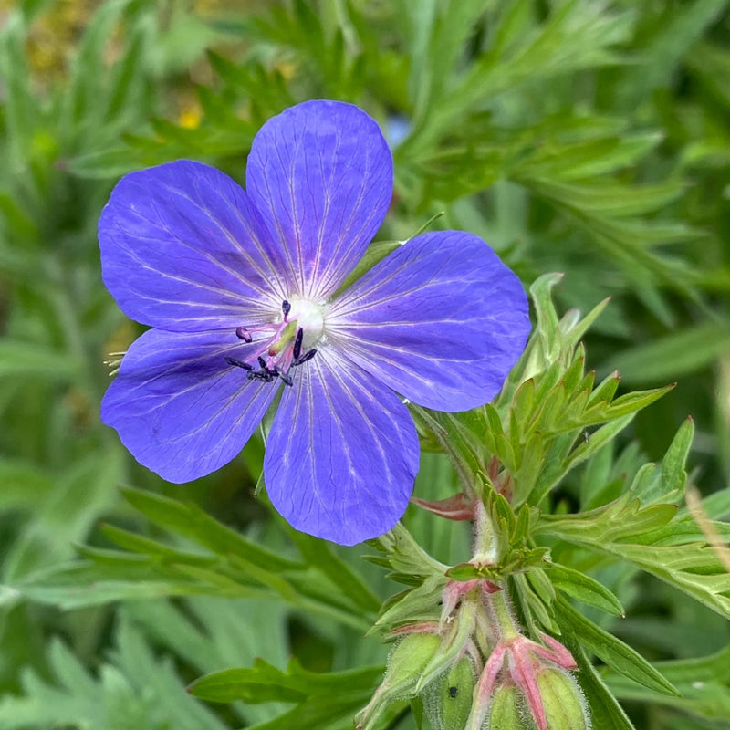 Geranium 'Orion' 2 Litre