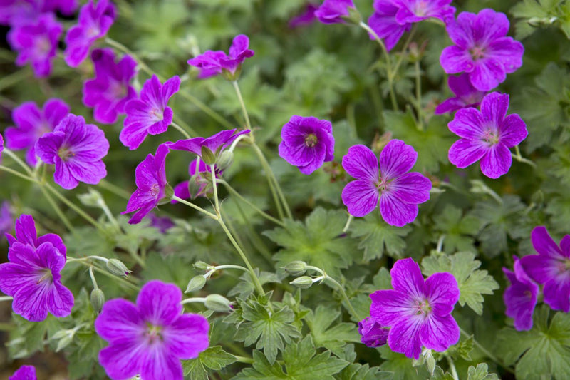 Geranium 'Russell Prichard' 2 Litre
