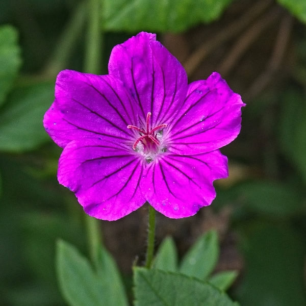 Geranium 'Russell Prichard' 2 Litre