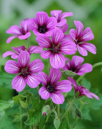 Geranium 'Sue Crug' 2lt