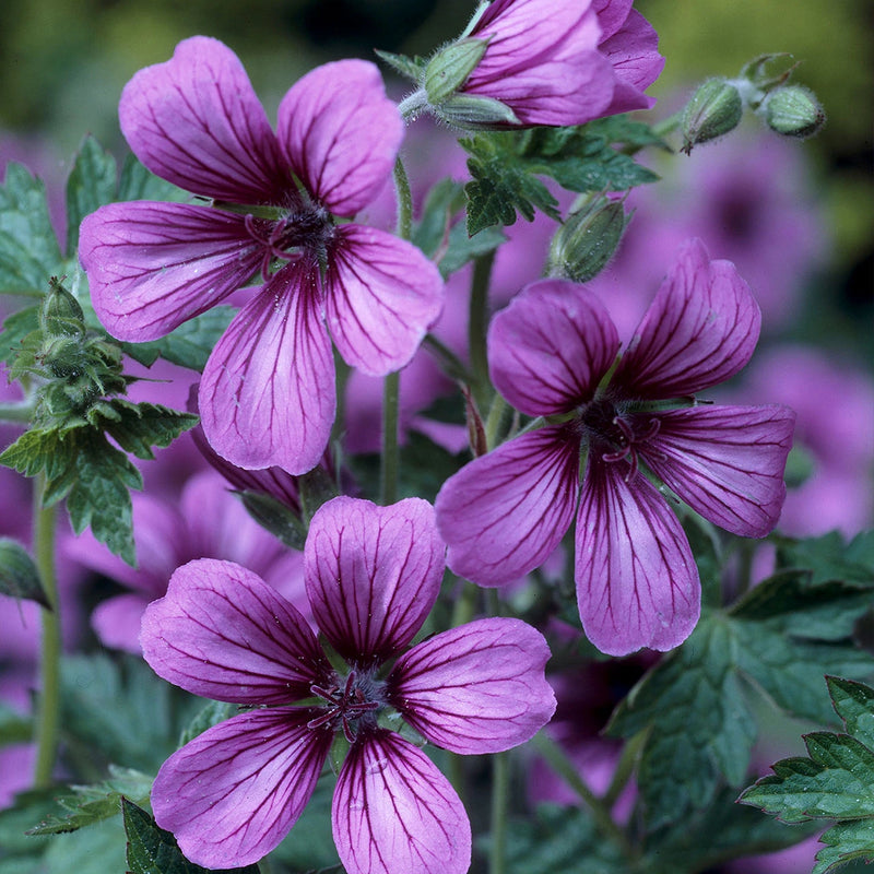 Geranium 'Sue Crug' 2lt
