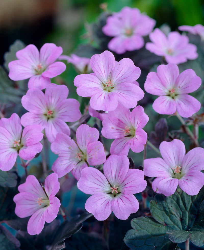 Geranium 'Sue Crug' 2lt