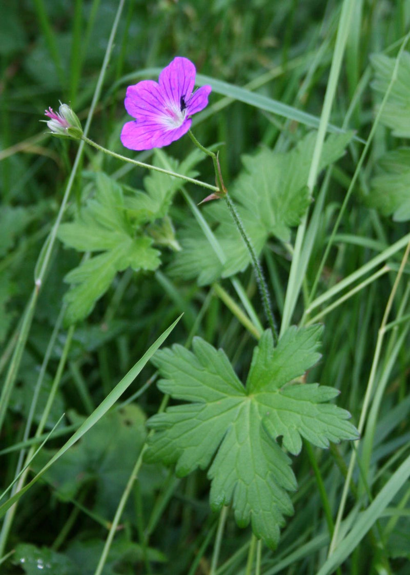 Geranium palustre | Marsh Cranesbill P9