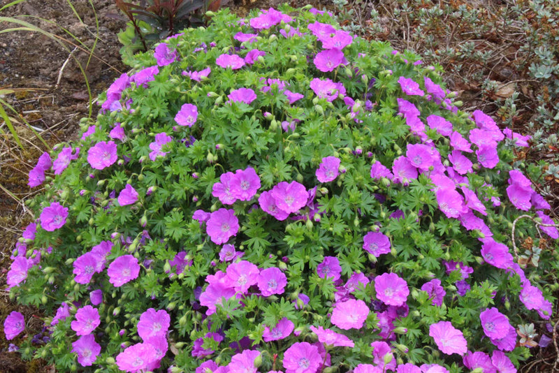 Geranium Sanguineum 'max Frei'