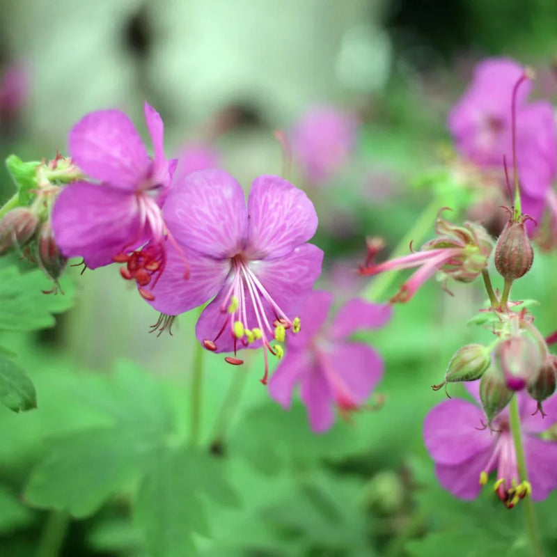 Geranium macrorrhizum Bevan's Variety 2 Litre