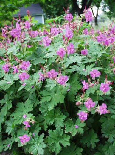 Geranium macrorrhizum Bevan's Variety 2 Litre