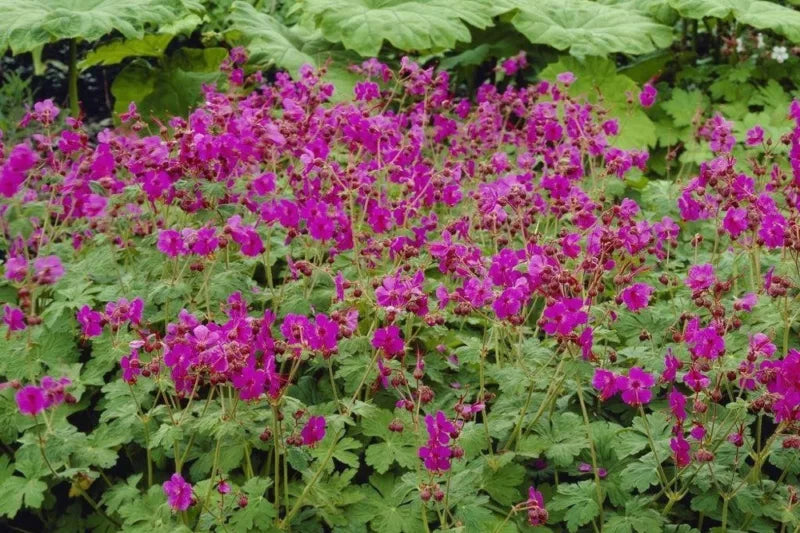 Geranium macrorrhizum Bevan's Variety 2 Litre
