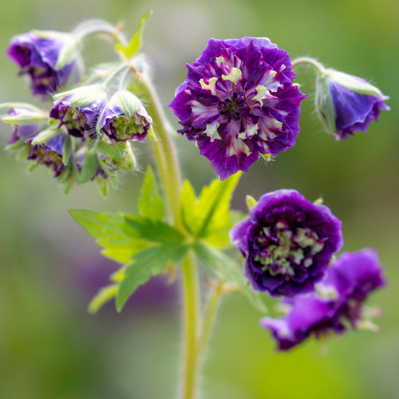 Geranium phaeum 'Joseph Green' 2L