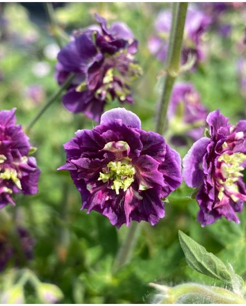 Geranium phaeum 'Joseph Green' 2L