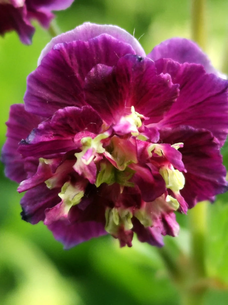 Geranium phaeum 'Joseph Green' 2L