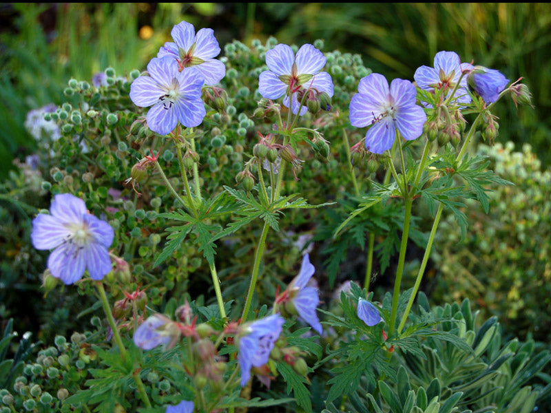 Geranium pratense 'Mrs Kendall Clark'