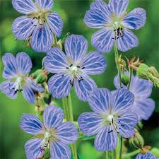 Geranium pratense 'Mrs Kendall Clark'