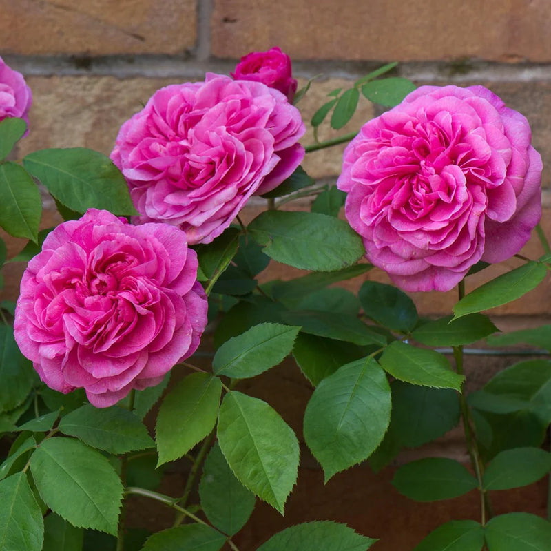 Gertrude Jekyll David Austin Fragrant Climbing Rose 6 Litre