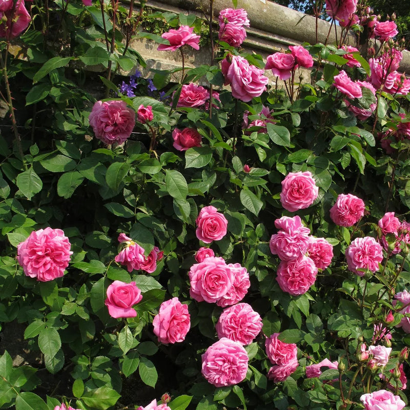 Gertrude Jekyll David Austin Fragrant Climbing Rose 6 Litre