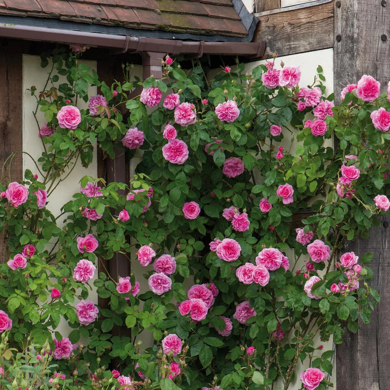 Gertrude Jekyll David Austin Fragrant Climbing Rose 6 Litre