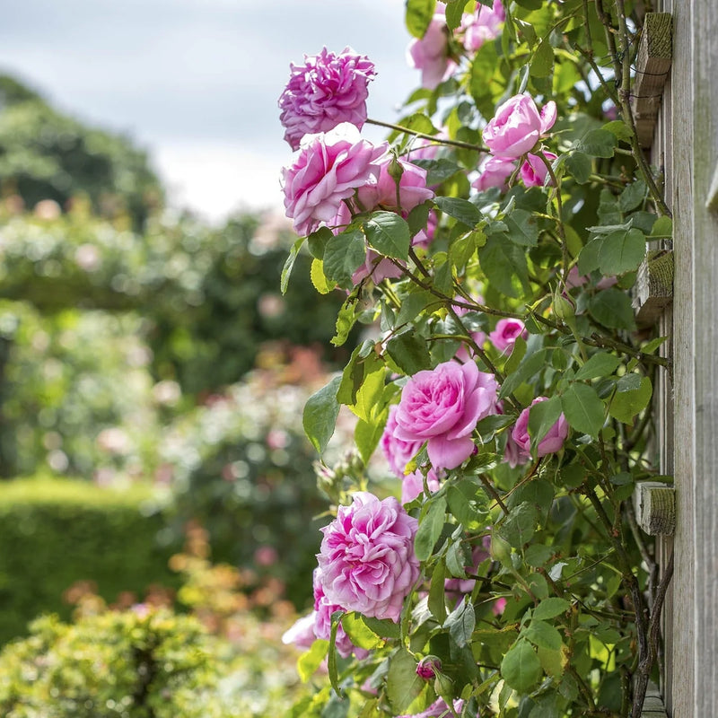 Gertrude Jekyll David Austin Fragrant Climbing Rose 6 Litre