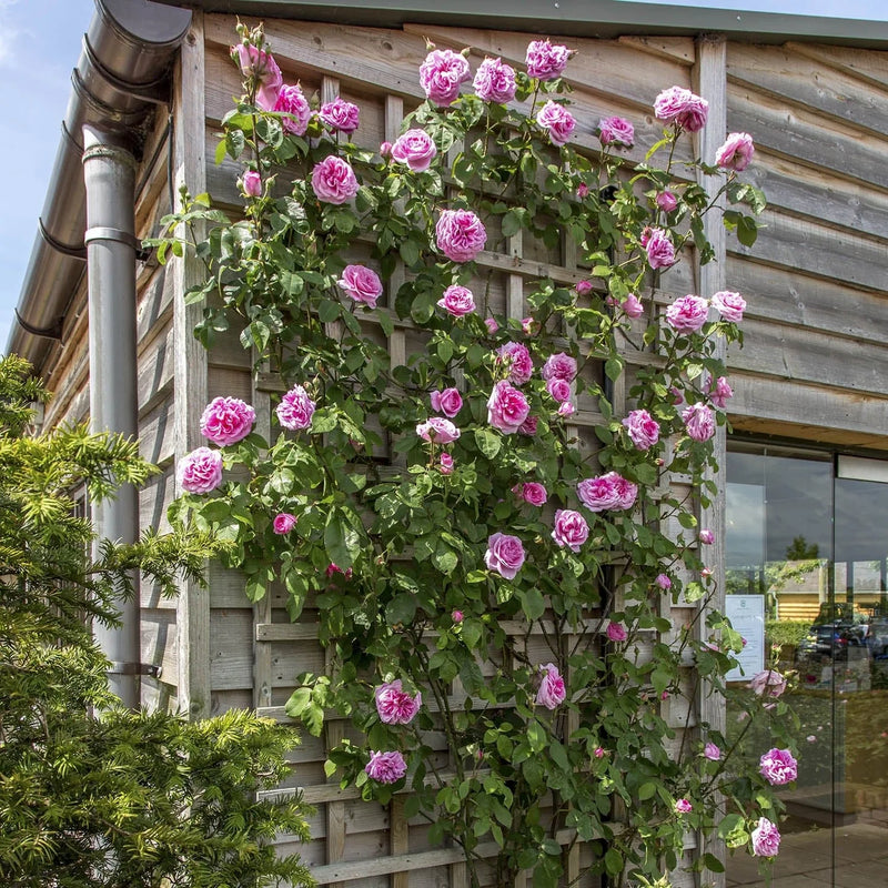 Gertrude Jekyll David Austin Fragrant Climbing Rose 6 Litre