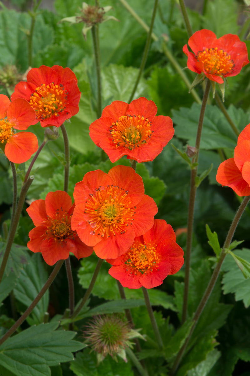 Geum Koi Dark Orange (9cm)