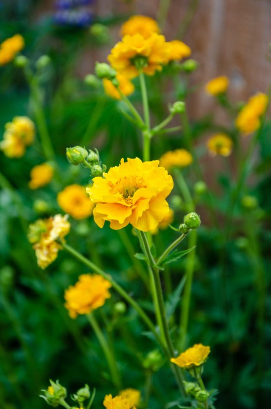 Geum 'Lady Stratheden' 2 Litre