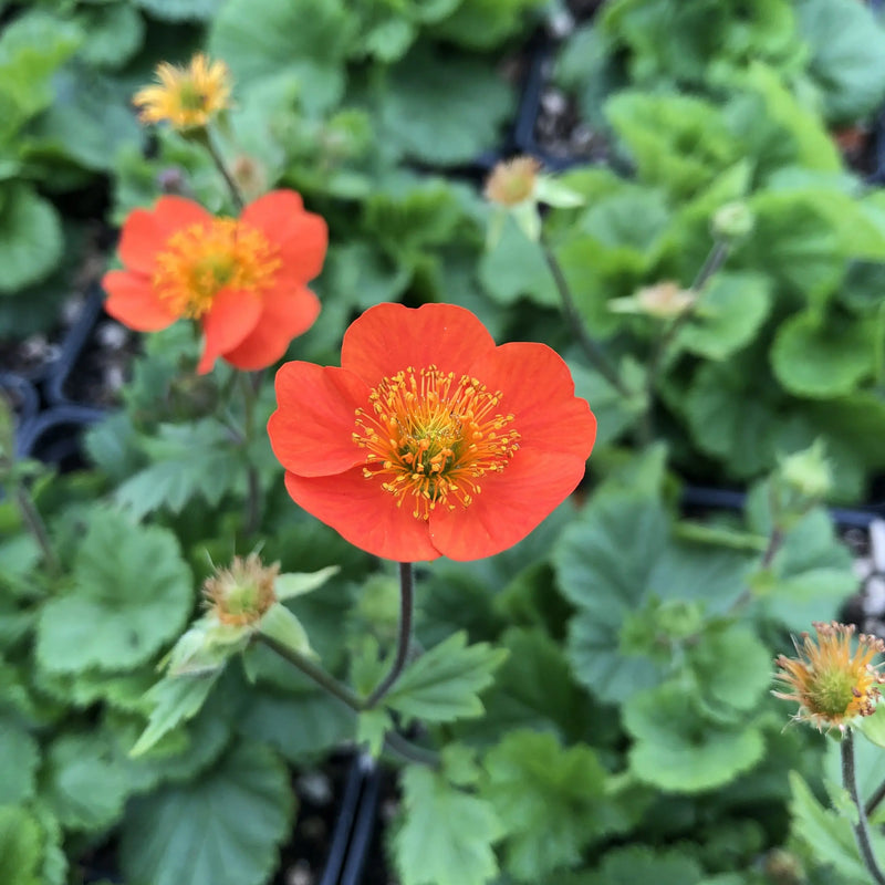Geum Koi Dark Orange (9cm)
