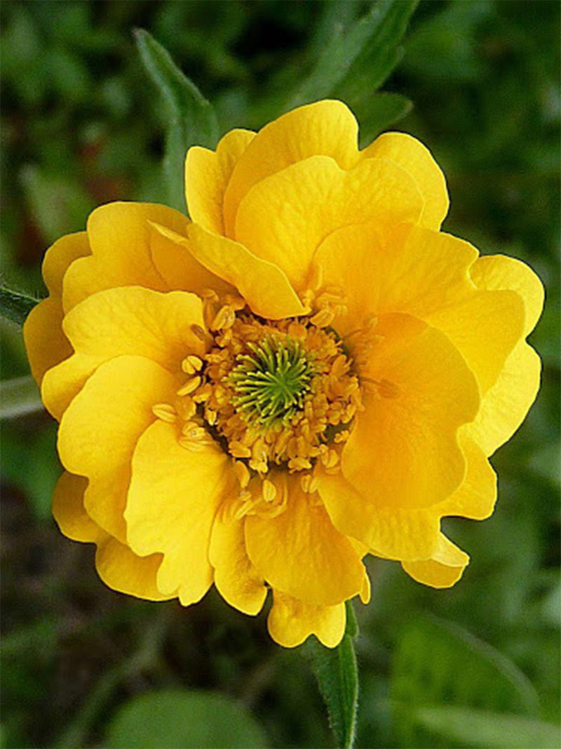 Geum Mrs Lady Stratheden 2L