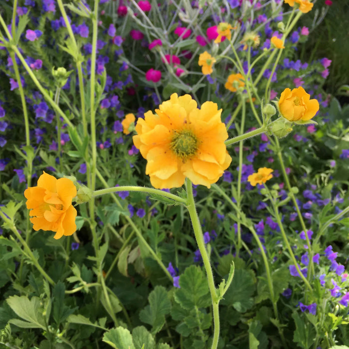 Geum Mrs Lady Stratheden 2L