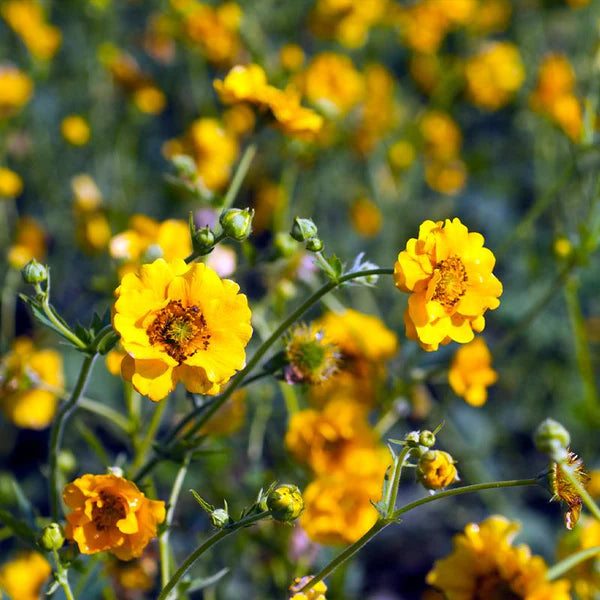Geum Mrs Lady Stratheden 2L
