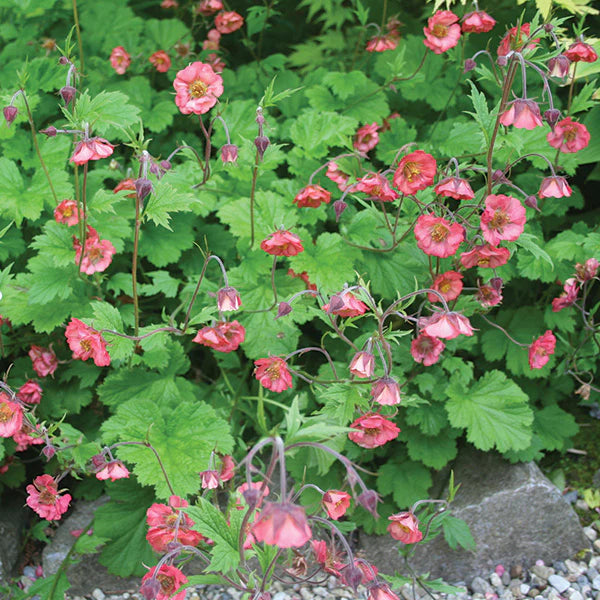 Geum rivale | Water Avens P9