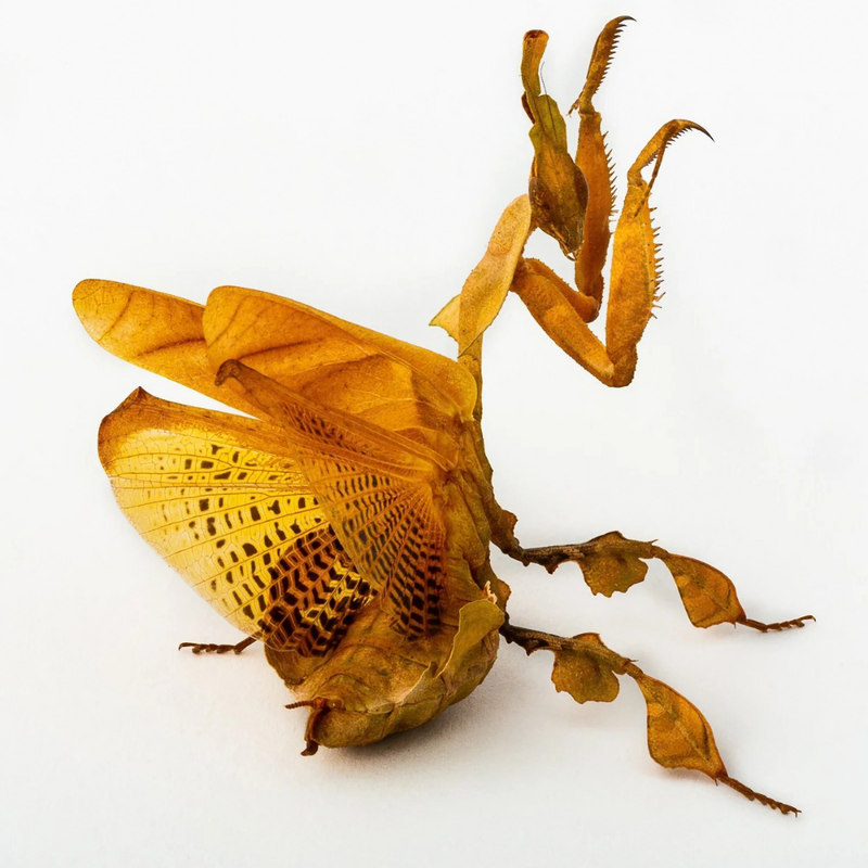Ghost Mantis | Phyllocrania paradoxa