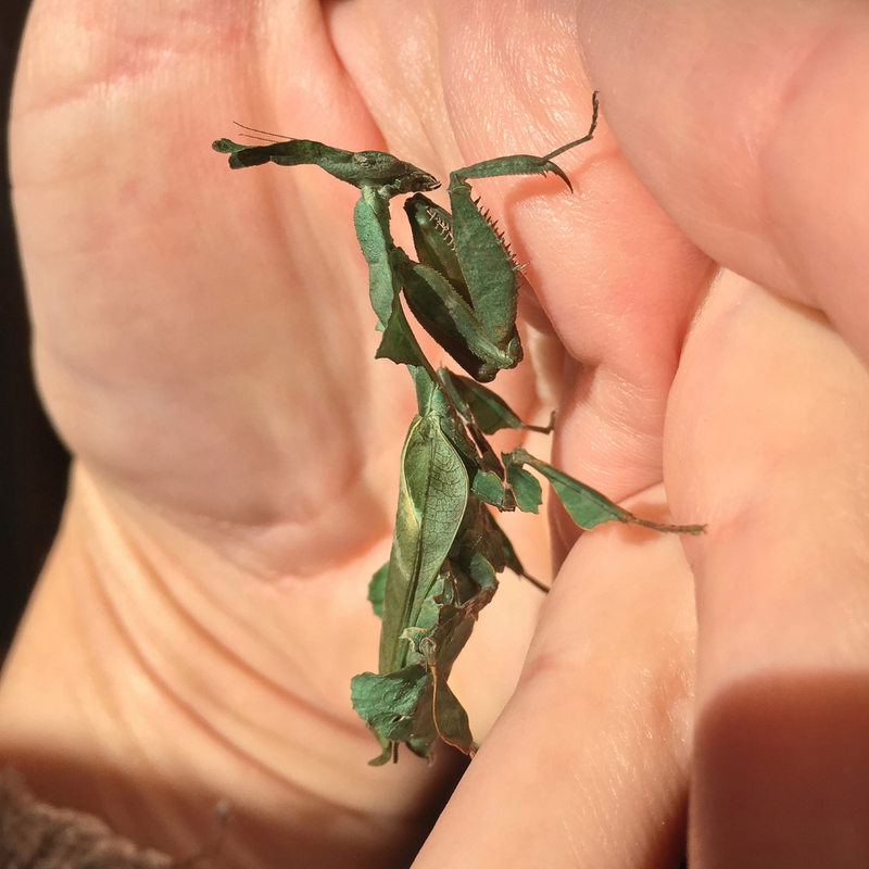 Ghost Mantis | Phyllocrania paradoxa