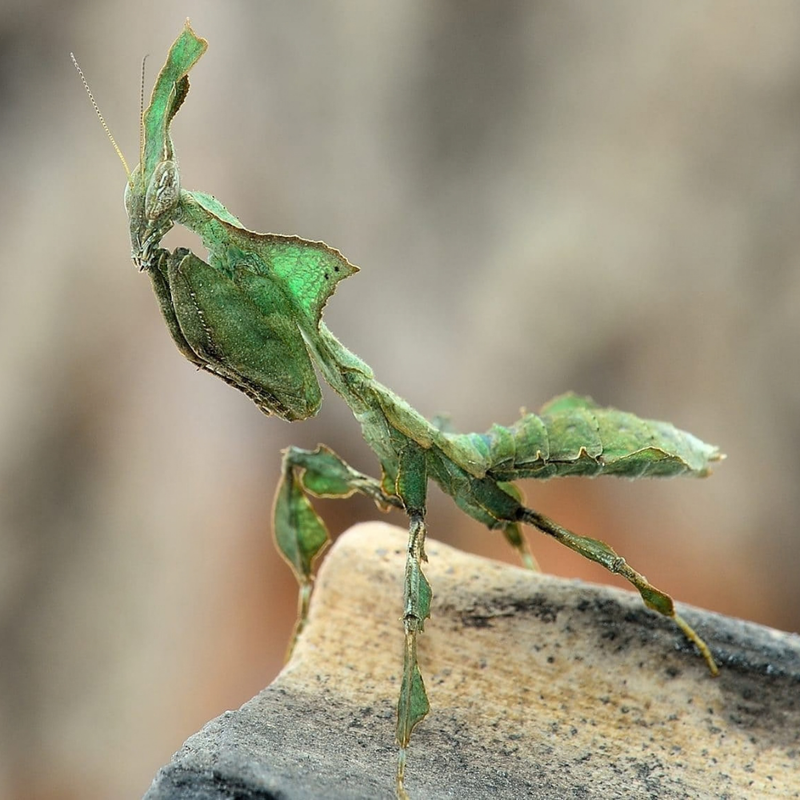 Ghost Mantis | Phyllocrania paradoxa