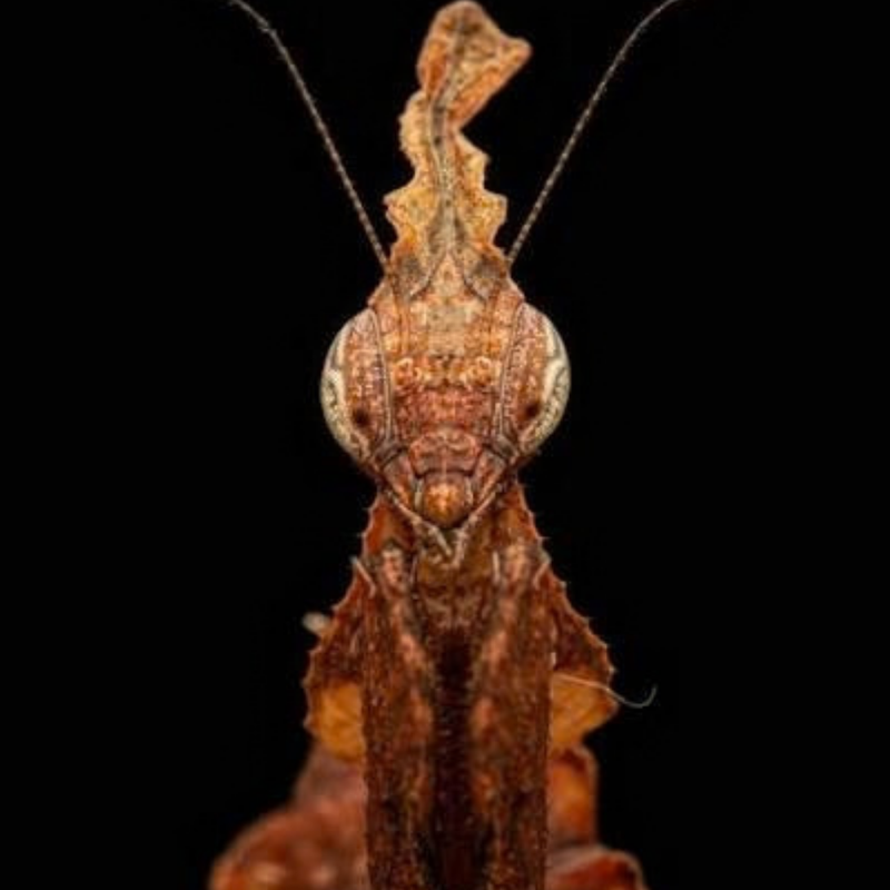 Ghost Mantis | Phyllocrania paradoxa