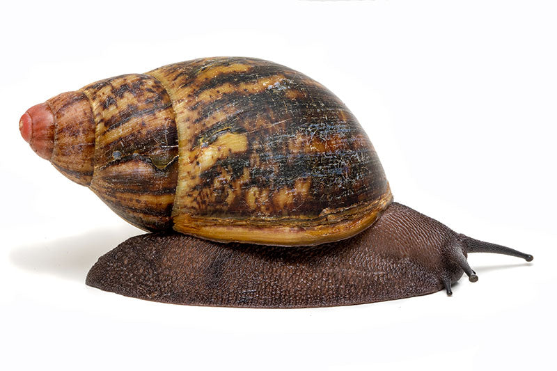 Giant African Land Snail | Archachatina puylaeti benin