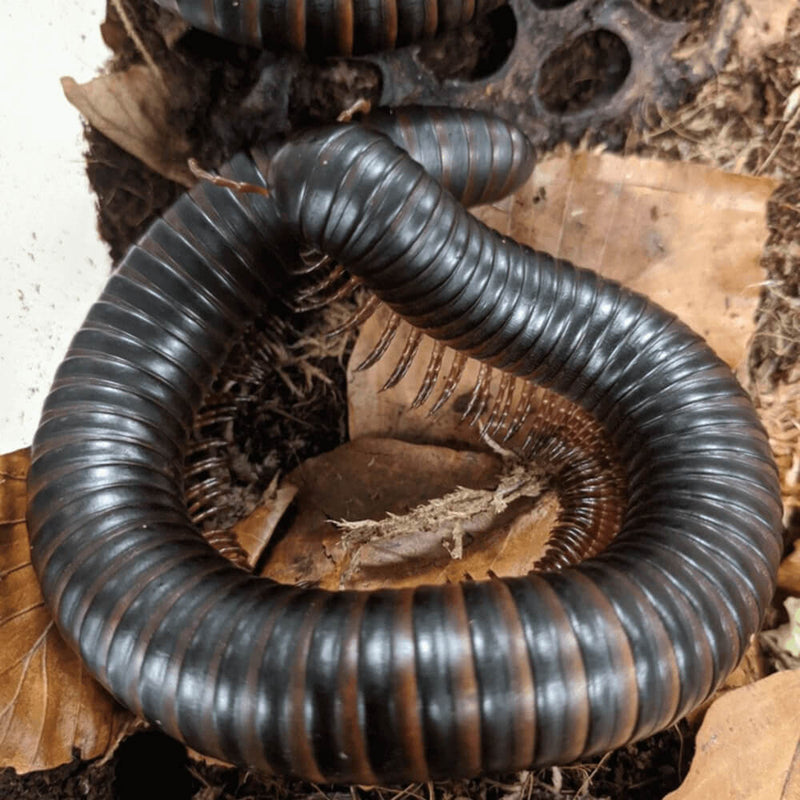 Giant African Train Millipede (Archispirostreptus gigas)