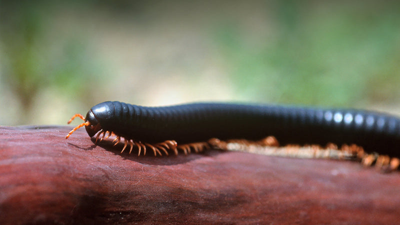 Giant African Train Millipede (Archispirostreptus gigas)