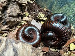 Giant African Train Millipede (Archispirostreptus gigas)
