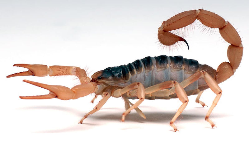 Giant Desert Hairy Scorpion (Hadrurus arizonensis)