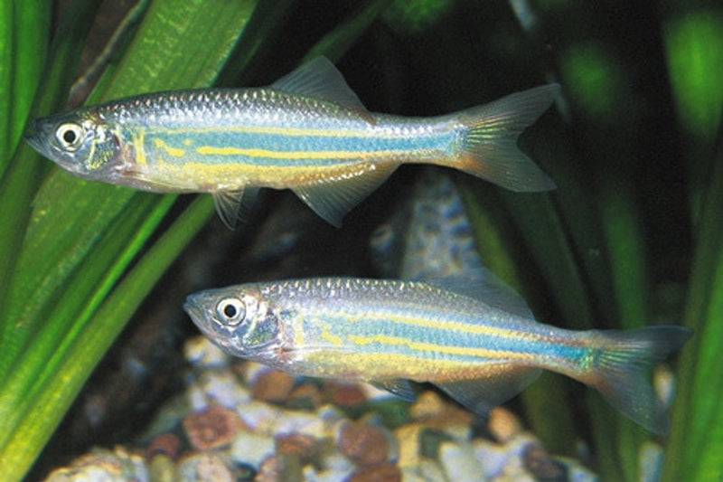 Giant Danio | Devario sp.