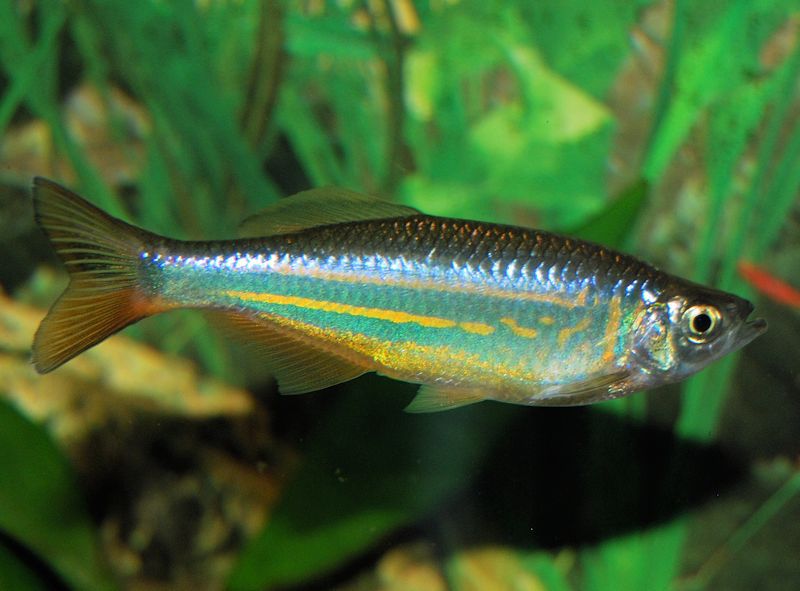 Giant Danio | Devario sp.