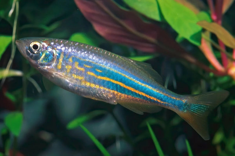 Giant Danio | Devario sp.