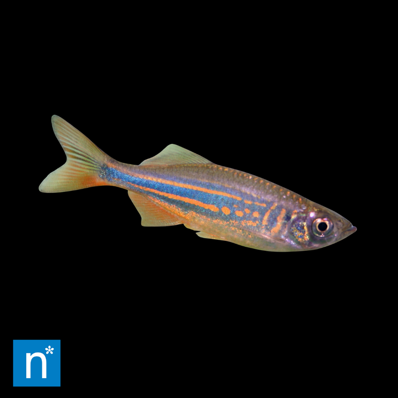 Giant Danio | Devario sp.