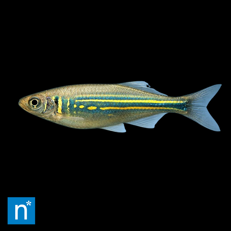 Giant Danio | Devario sp.
