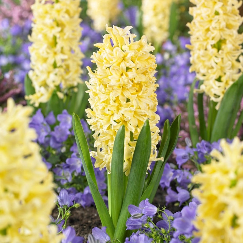 Hyacinth Gipsy Princess Garden (4 Bulbs Per Pack)