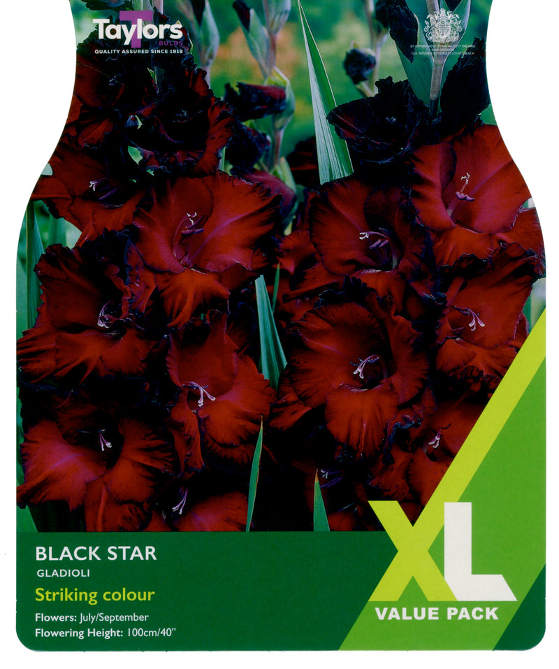 Gladioli Black Star 25 Bulbs Per Pack