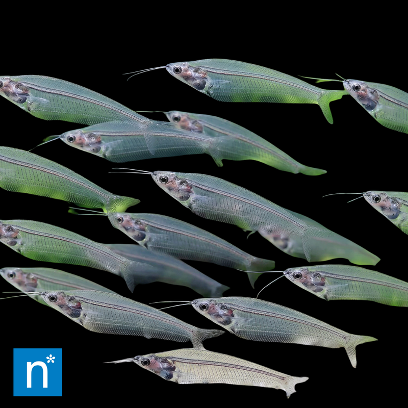 Glass Catfish | Kryptopterus vitreolus