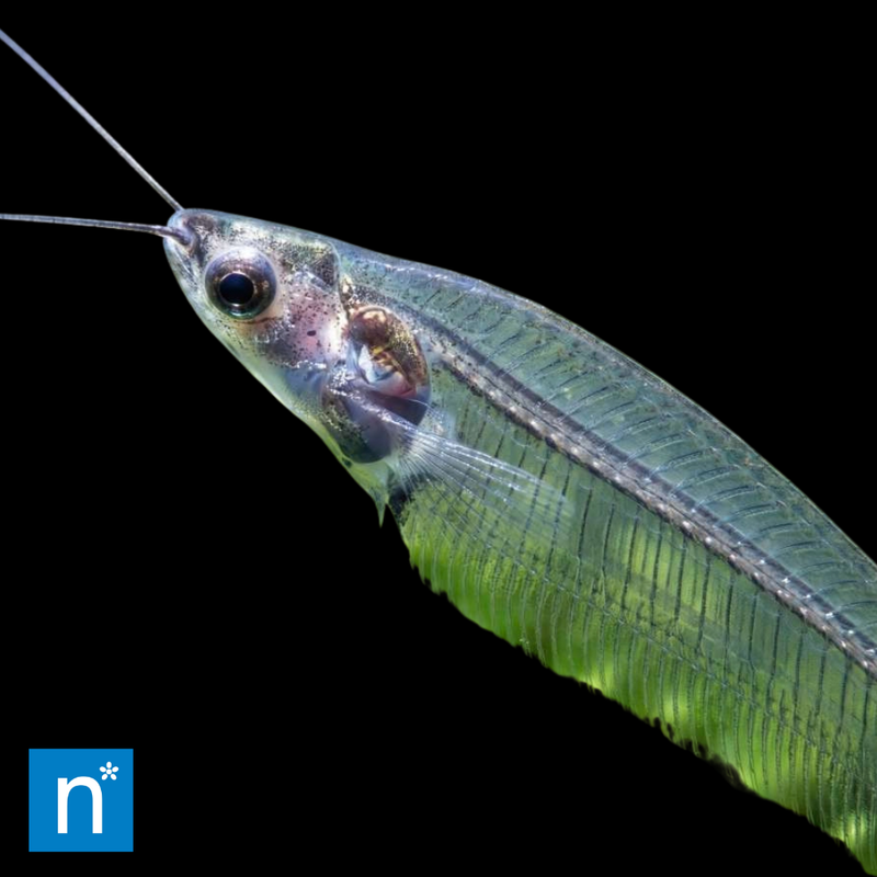 Glass Catfish | Kryptopterus vitreolus