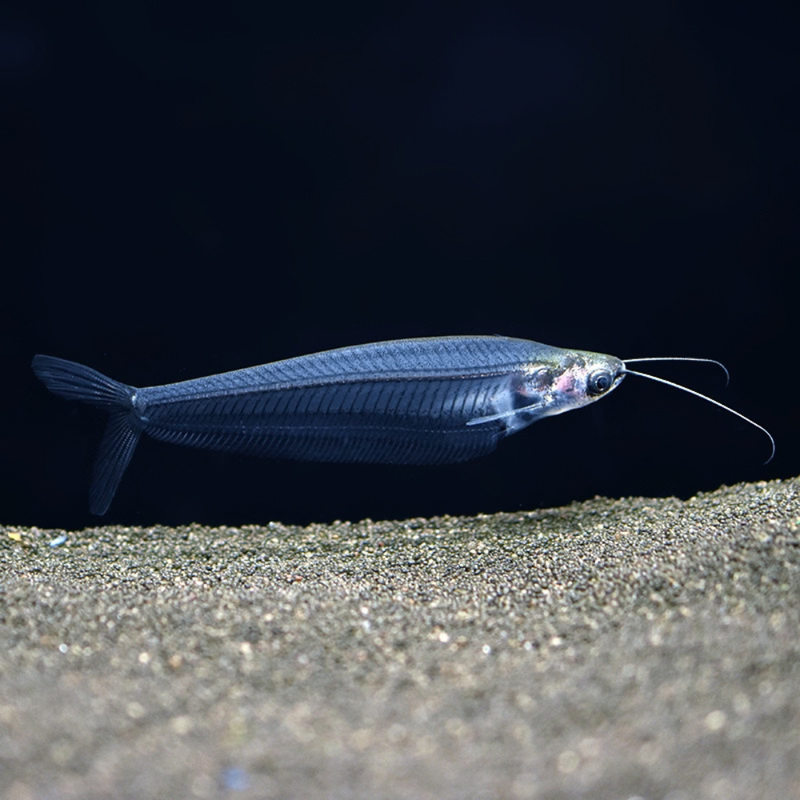 Glass Catfish | Kryptopterus vitreolus